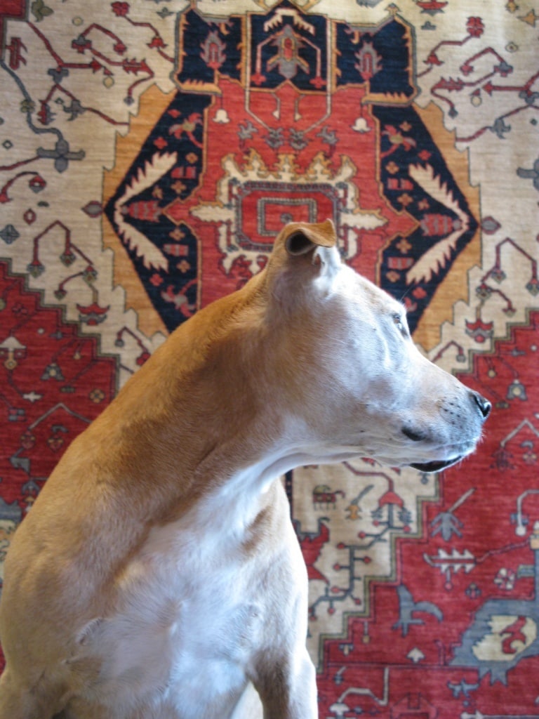 Chico At Nomad Rugs