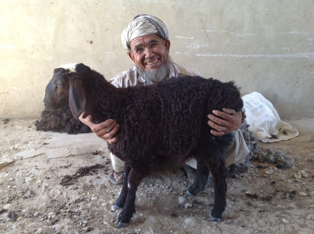 Sheep Shearing In Afghanistan