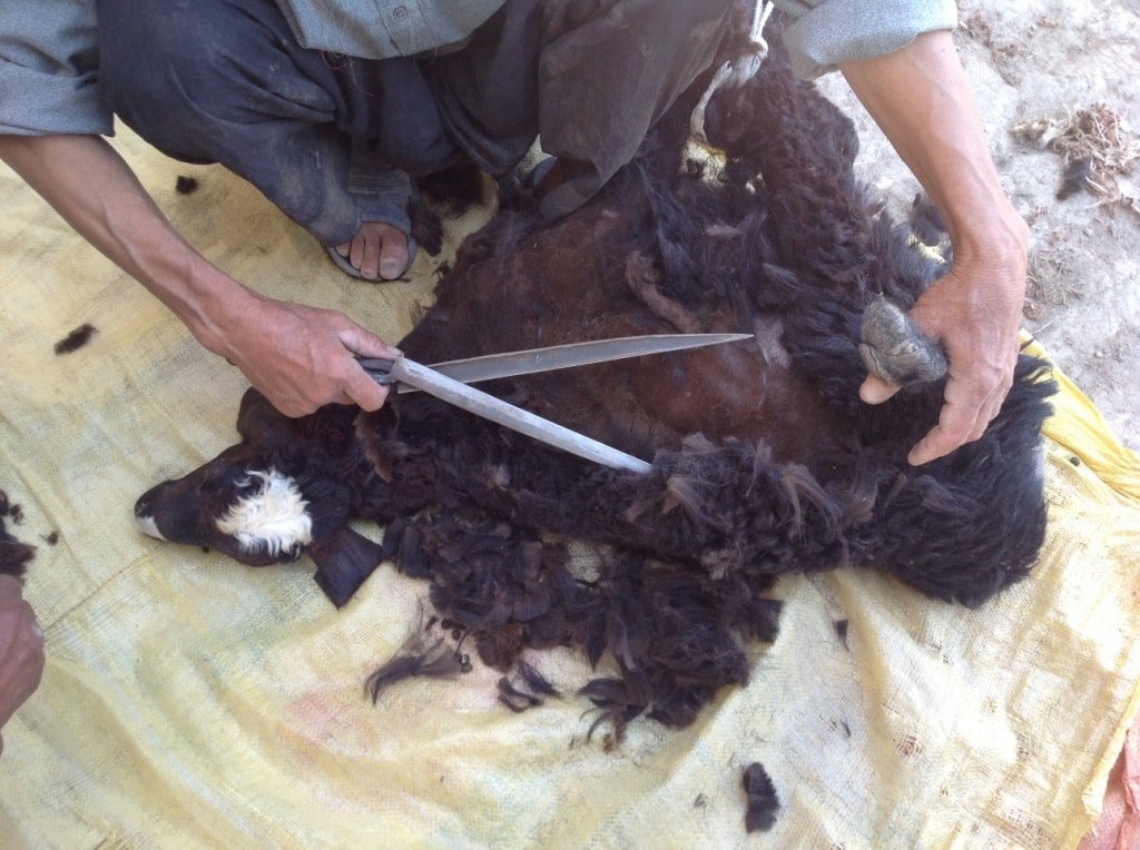 Shearing Sheep With Hand Shears