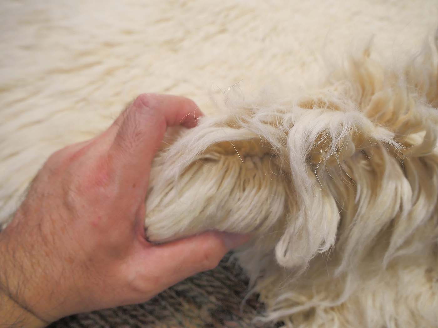 Shaggy - Image 7