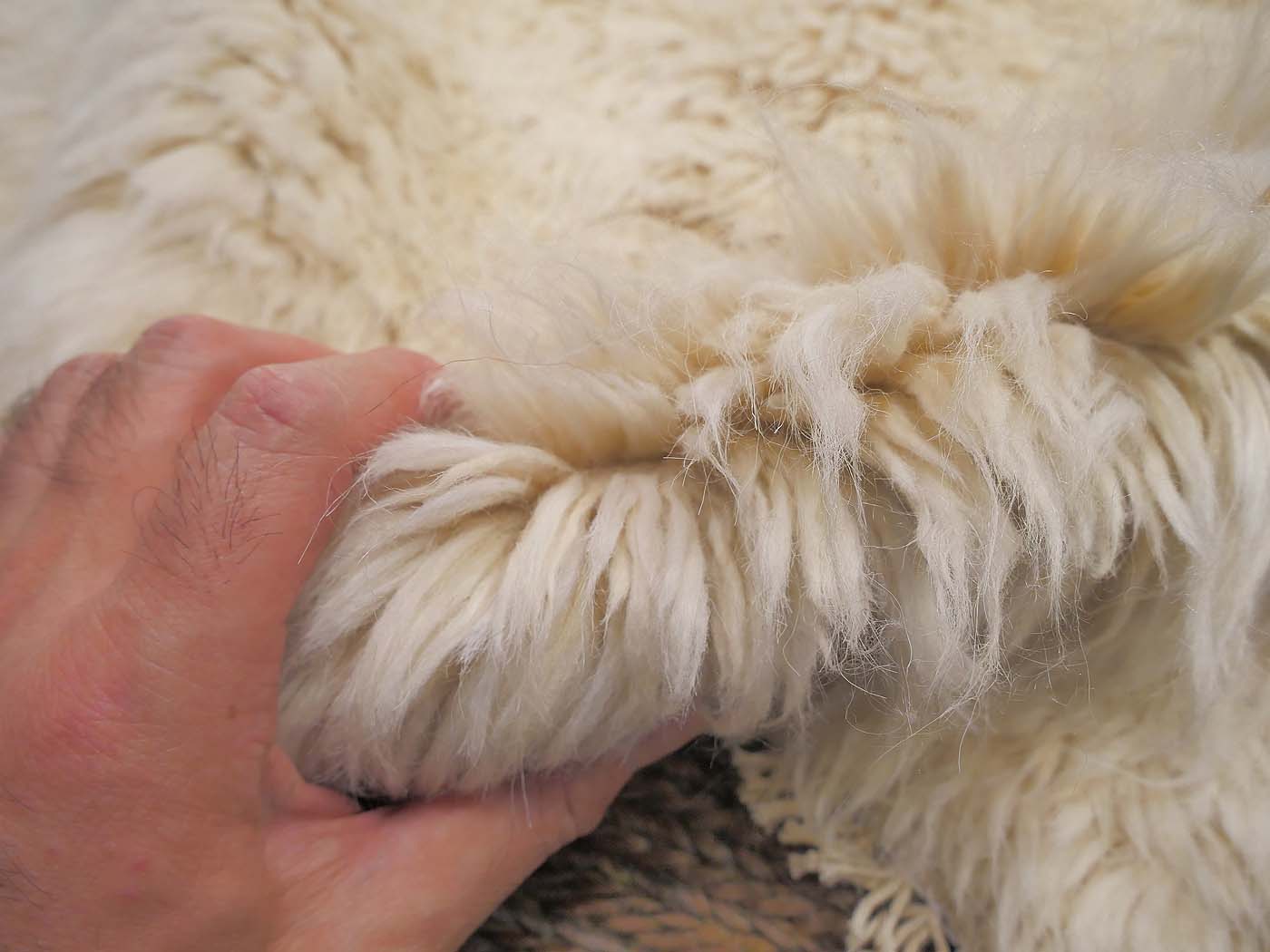 Shaggy - Image 7